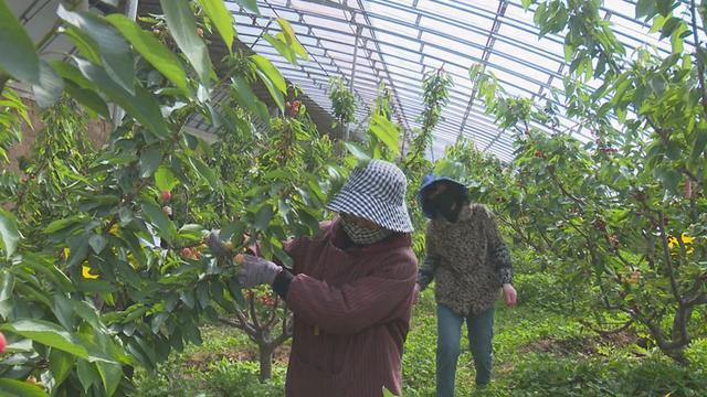 铜川市耀州区：强化“三资”管理赋能乡村振兴多元产业融合绘就富民新图景(图1)