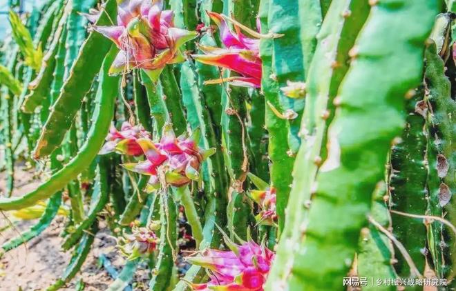 农业旅游中特色种植的成功案例研究(图3)