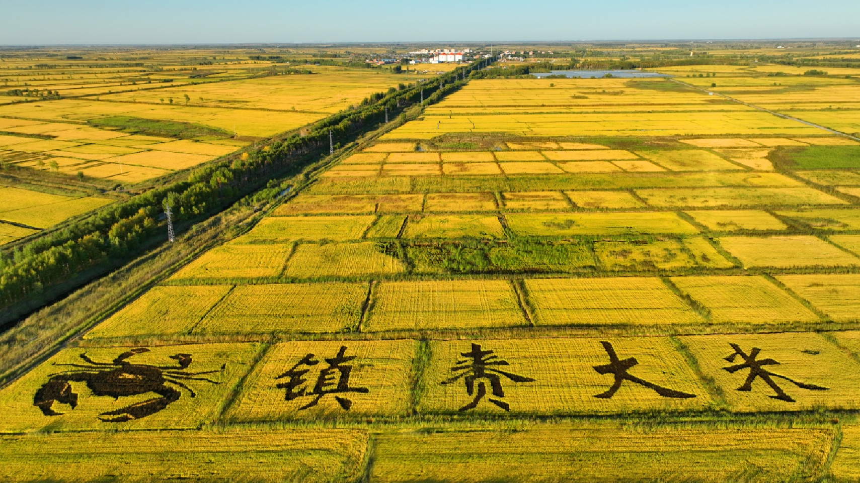高质量发展看中国荒滩变粮仓解码盐碱地的“丰收密码”(图8)
