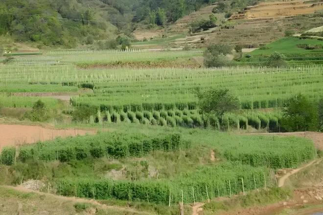 床下蒙面人!1997年京城石景山区“5·21”储蓄所抢劫案侦破始末(图5)