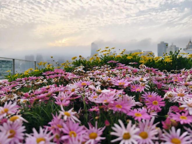 ®西海云庐售楼处绿城西海云庐发布:理想生活之选(图23)